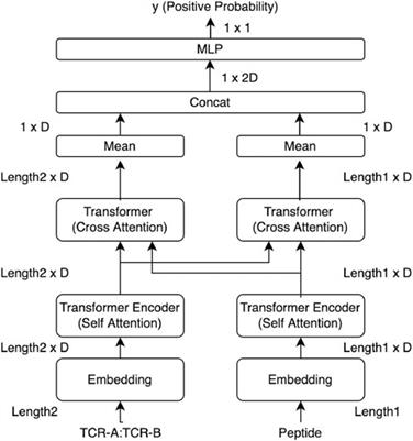 Attention network for predicting T-cell receptor–peptide binding can associate attention with interpretable protein structural properties